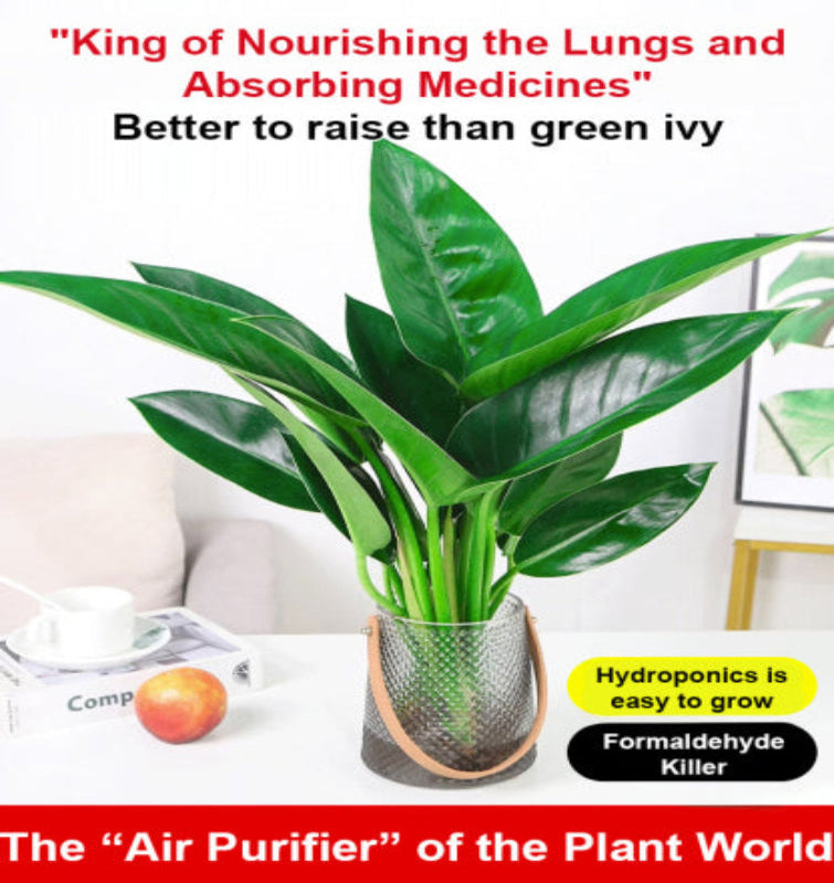【 Lung Nourishing Drug King 】 Golden Diamond Green Plant ( BUY 1 GET 1 FREE )