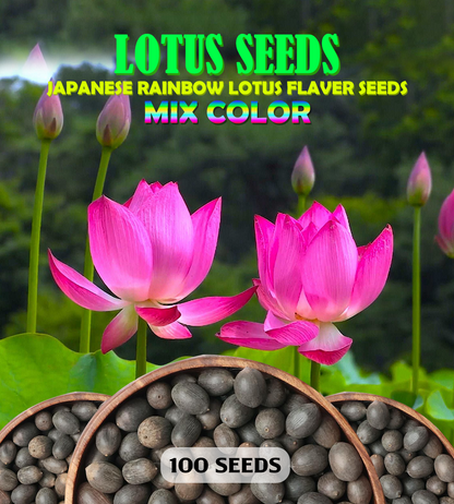 Premium Japanese Multicolor Bonsai Lotus Seeds ( BUY 1 GET 1 FREE)