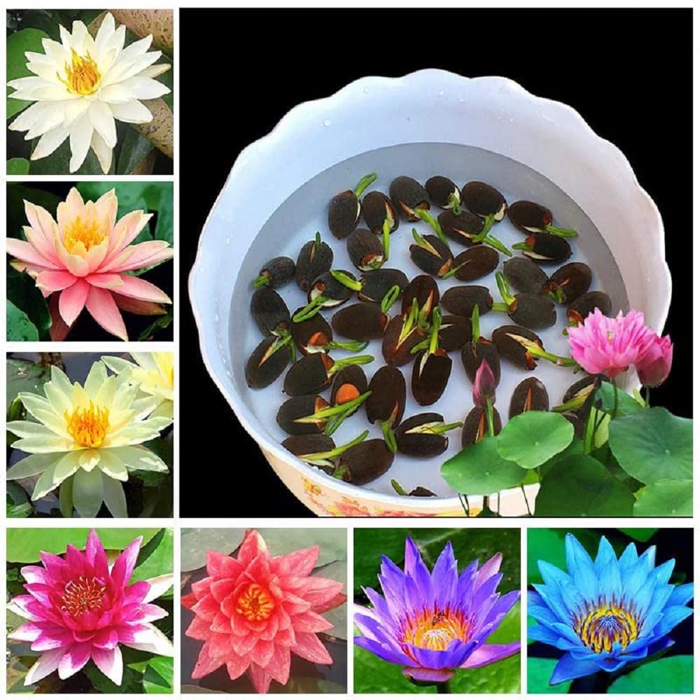 Premium Japanese Multicolor Bonsai Lotus Seeds ( BUY 1 GET 1 FREE)