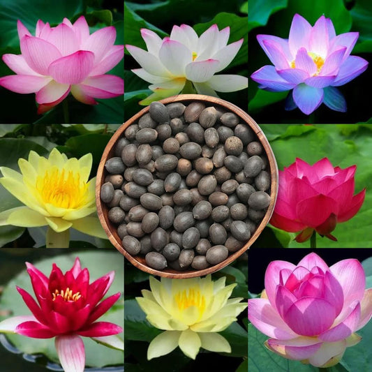 Premium Japanese Multicolor Bonsai Lotus Seeds ( BUY 1 GET 1 FREE)