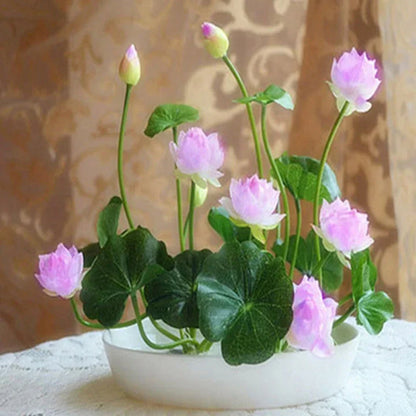 Premium Japanese Multicolor Bonsai Lotus Seeds ( BUY 1 GET 1 FREE)