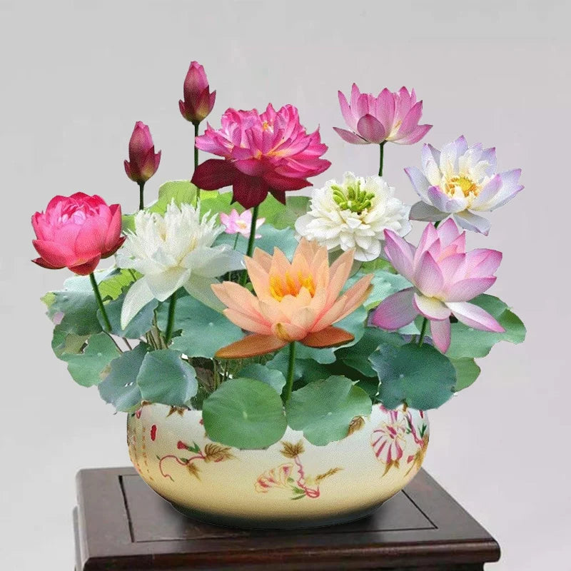 Premium Japanese Multicolor Bonsai Lotus Seeds ( BUY 1 GET 1 FREE)