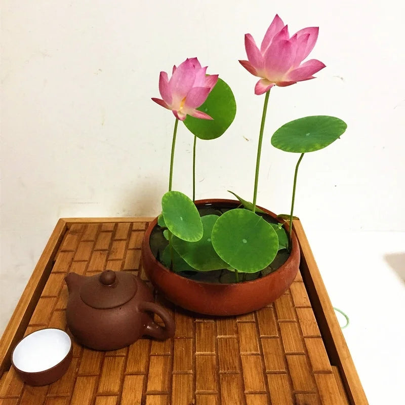 Premium Japanese Multicolor Bonsai Lotus Seeds ( BUY 1 GET 1 FREE)