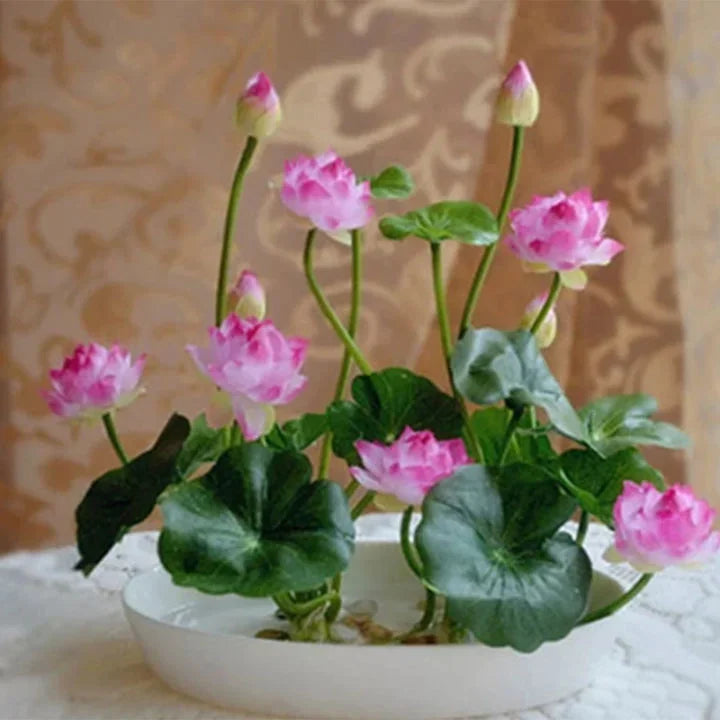 Premium Japanese Multicolor Bonsai Lotus Seeds ( BUY 1 GET 1 FREE)